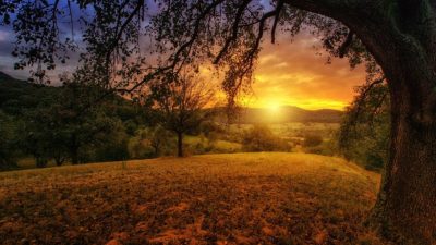 nature, tree, dawn